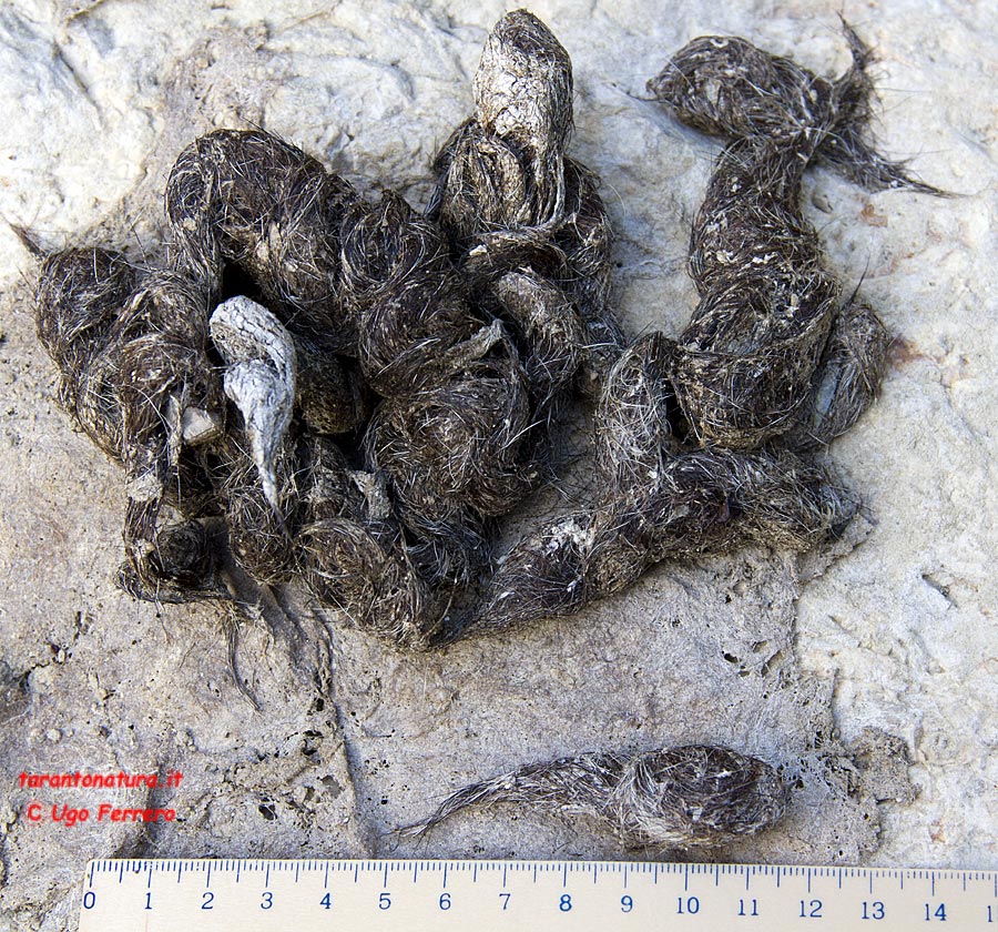 Fatte piene di pelo: lupo, volpe o.....